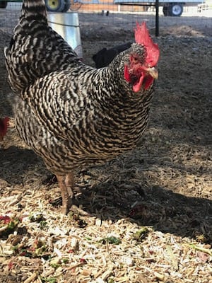 Catherine the Chicken